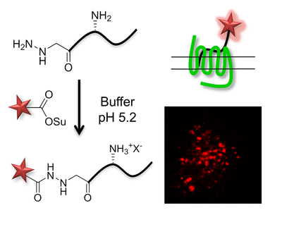 Convenient access to fluorescent probes by chemoselective acylation of hydrazinopeptides: Application to the synthesis of the first far-red ligand for Apelin receptor imaging.