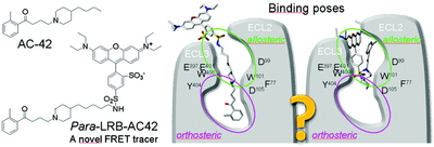 Graphical abstract : Fluorescent derivatives of AC-42 to probe bitopic orthosteric/allosteric binding mechanisms on muscarinic M1 receptors