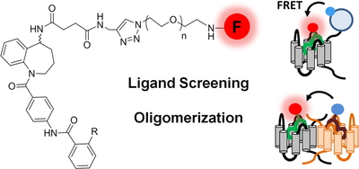 Graphical abstract : Selective Fluorescent Non-peptidic Antagonists For Vasopressin V2 GPCR: Application To Ligand Screening and Oligomerization Assays.