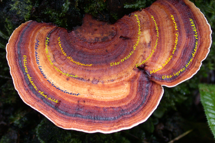 Champignon